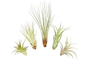 ALLTERRA Tillandsien 5er XL Set, mit je einer Tillandsia juncea, einer T. captitata, einer T. abdita, einer T. caput medusae und einer T. fasciculata