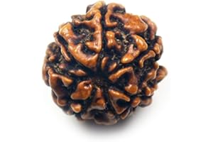 55CARAT Gemsyogi Natural Seven Mukhi 7 Face Nepali Rudraksha Bead Spiritual Chakra Healing Loose Shiva Rudraksh