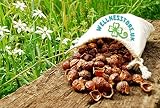 Nueces de Lavado Vivio. Alternativa Ecológica y Antialérgica a los Detergentes. Paquete Ahorro de 1 kg. Incluye bolsita contenedora.
