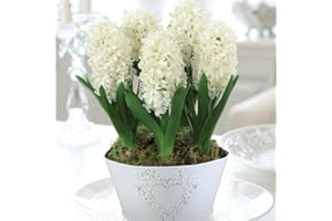 5 x Hyacinth ‘White Pearl’ Bulbs in 1x 16cm Zinc Pot – Flowering Indoor Plant | Elegant White Blooms, Fragrant Winter Display | Gift Ready Christmas Decoration by Thompson & Morgan