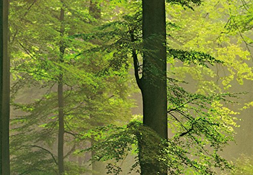 Idealdecor 216 Autumn Forest, 366 x 254 cm - 2