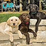 Labrador Retriever Puppies - Labradorwelpen 2020 - 16-Monatskalender mit freier DogDays-App: Original BrownTrout-Kalender [Mehrsprachig] [Kalender] (Wall-Kalender) by 