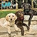Labrador Retriever Puppies - Labradorwelpen 2020 - 16-Monatskalender mit freier DogDays-App: Original BrownTrout-Kalender [Mehrsprachig] [Kalender] (Wall-Kalender) by 