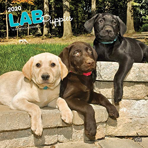 Labrador Retriever Puppies - Labradorwelpen 2020 - 16-Monatskalender mit freier DogDays-App: Original BrownTrout-Kalender [Mehrsprachig] [Kalender] (Wall-Kalender)