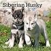 Produktbild Siberian Husky Puppies 2019 Calendar