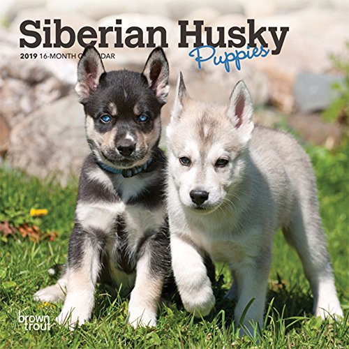 Preisvergleich Produktbild Siberian Husky Puppies 2019 Calendar