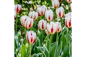 BRKENT Bulbi Tulipani Di Fiori Perenni Rustici Tulipani Esotici Fiori Decorazione Ornamentali Bulbi Piante Da Balcone Fioriere Da Giardino Mazzo Di Fiori Da Giardino 5 Bulbi Di Tulipano Rosso Bianco