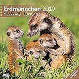 Image de Erdmännchen 2019, Wandkalender / Broschürenkalender im Hochformat (aufgeklappt 30x60 cm) - Geschen