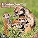 Erdmännchen 2019, Wandkalender / Broschürenkalender im Hochformat (aufgeklappt 30x60 cm) - Geschenk-Kalender mit Monatskalendarium zum Eintragen by 