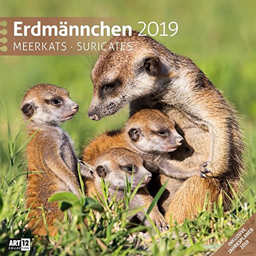 Erdmännchen 2019, Wandkalender / Broschürenkalender im Hochformat (aufgeklappt 30x60 cm) - Geschenk-Kalender mit Monatskalendarium zum Eintragen