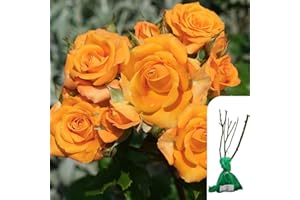 HARRINGTONS ROSES 1 x Rosa Simply The Best Hybrid Tea Rose – Bare Root, Orange-Coppery Blooms, RHS Award Winner, Fragrant & Disease-Resistant, 90cm Height - When Only The Best Will Do - Top Grade “A” Roses