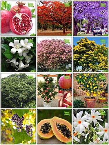 Creative Farmer Best Collection Combo Fruit & Tree Seeds : Jacaranda, Flame Tree, Orange Jasmine, Queen Crape Myrtle, Peltophorum, Raintree, Coral Jasmine, Pomagranate, Apple, Citrus Seeds, Grape, Papaya Kitchen Garden Pack