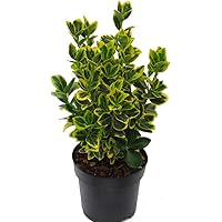 Euonymus japonicus 'Marieke' gelb-grüne Japanspindel 17 cm Topf - winterharter, wintergrüner, Strauch- als Kübelpflanze…