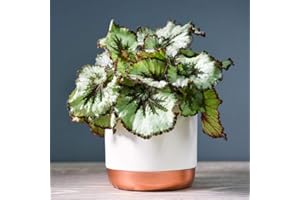 THOMPSON & MORGAN Begonia rex 'Escargot' Gift Wrapped House Plants in White & Rose Gold Two Tone Ceramic Pot Tender Perennial Indoor House Plants 1 x 12cm Pot by Thompson and Morgan