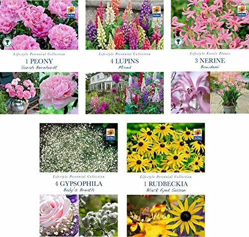 BUMPER PACK of 5 SUMMER FLOWERING Garden BULBS - Gypsophila, Nerine, Lupin, Peony