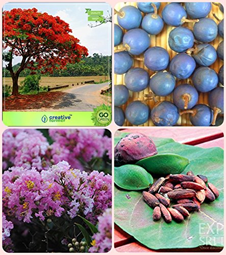 Creative Farmer Tree Seeds Plant Gulmohar,Elaeocarpus Ganitrus,Queen Crape Myrtle,Indian Badam Combo For Home Garden Flowering Tree & Sacred Tree & Flower Tree & Fruit Seeds Seeds