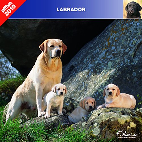 Download LABRADOR 2019 - CALENDRIER AFFIXE