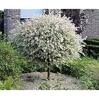 Salix Hakuro Nishiki japanische Harlekin Weide Stämmchen Stamm - viele Größen (Stammhöhe 60 cm)