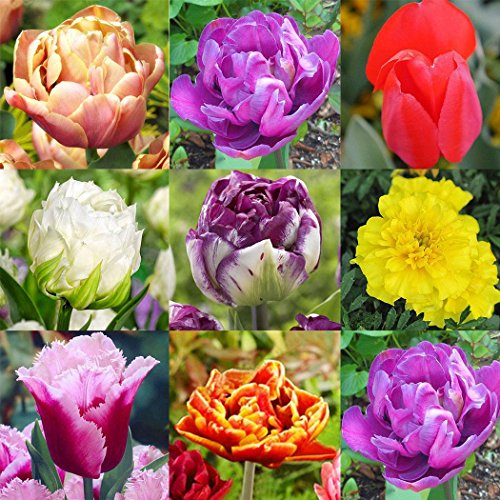 Ultrey Samenshop Selten Duftend Narzissen Samen Gartenpflanzen Zierblumen Saatgut Blumensamen Mehrjahrig Winterhart Fur Garten Balkon Terrasse Sidra Hospital