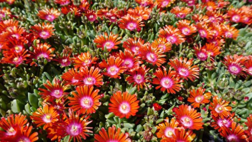 Kakteengarten 12verschiedene winterharte Mittagsblumen/Delosperma im Set -9cm Topf - 2