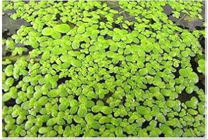 ZAC WAGNER Wasserlinse (Lemna minor) - Teichpflanzen Teichpflanze Schwimmpflanzen