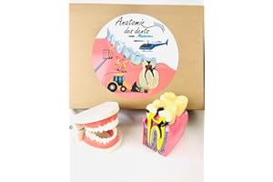 Pacha Echecs® - Anatomie des Dents Montessori - Matériel Éducatif - Jeu Maquette Dentaire et Bouche - Kit Complet avec Cartes explicatives et nomenclatures