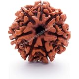 Natural 1-14 Mukhi Rudraksha Beads With Sterling Silver Pendant - Authentic & Certified Spiritual Necklace For Men & Women - View #7