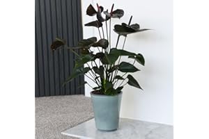 THOMPSON & MORGAN Houseplant Flamingo Flower Anthurium Plant 'Black Love' Tail Flower Black Blooms Tender Perennial Long-Flowering Grow Your Own Indoor Flowers 12cm Potted Plants by Thompson and Morgan (12cm)