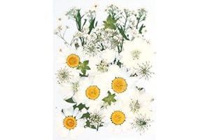 CENPEK Flores prensadas secas Flores secas Naturales Flores prensadas Reales Flores secas Coloridas para joyería de Resina Nail Art Craft DIY (Blanco)