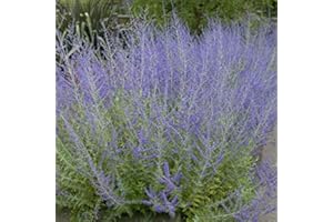 ARBORIX, GRÜNER UND BILLIGER! Perovskia 'Blue Spire'- Sauge d'Afghanistan 'Blue Spire' 30-40 cm en conteneur