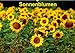 Produktbild Sonnenblumen (Wandkalender 2019 DIN A2 quer): Sonnenblumen in verschiedenen Farben und Formen, wie gewachsen im Feld (Monatskalender, 14 Seiten ) (CALVENDO Natur)