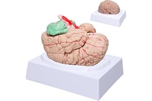 LVCHEN Menschliches Gehirn-Modell Anatomie – lebensgroßes anatomisches Gehirnmodell mit Arterien, abnehmbar, 8 Teile für Wissenschaft, Klassenzimmer