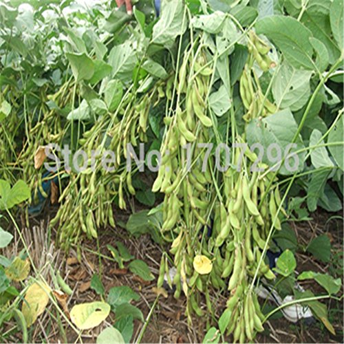 Soja-Saatgut Grüne Sojabohne Glycine Edamame Gemüsegarten Samen 20 PC / Los - 2