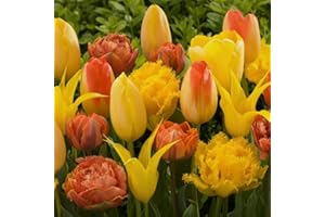 DUTCH BULBS EXCLUSIVE PLANTS FROM HOLLAND Tulipes Yellow Explosion - 20 Bulbes de Fleurs à Planter Exterieur - Plantes Vivaces Exterieur - Rustique - Naturelle Plantes de Hollande (pas de graines, non artificielle)