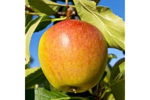 YOUGARDEN You Garden - Apple Patio Fruit Tree 'Cox's Orange Pippin' in a 5L Pot 90-110cm Tall Grow Your Own Apple Fruit Tree in Gardens Outdoor - Supplied as 1 Established Apple Tree Ready to Plant Out