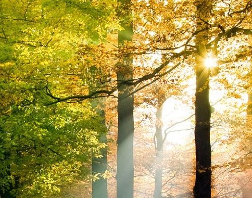 Türtapete Papiertapete Wald No.54 ‚FOREST LIGHTS‘ 100x210cm Foto Tapeten Bäume , Größe:210cm x 100cm - 3