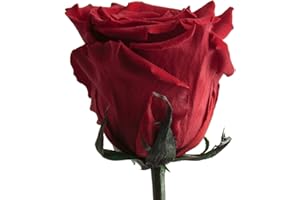 ‎ROSEMARIE SCHULZ HEIDELBERG ROSEMARIE SCHULZ Heidelberg Infinity Rose Rot mit Stiel - 45-50cm lang echte Blume haltbar 3 Jahre in Box - konservierte Rose Freundin Geschenk zum Geburtstag und Valentinstag (Rot)
