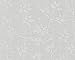 Produktbild AS Creation - Elegance 2 Vlies-Tapete 937221