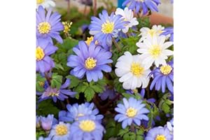 THOMPSON & MORGAN Anemone Blanda Mixed Garden Plant Hardy Bulb Flowering Garden Plants Easy to Grow Your Own 50x Bulbs by Thompson and Morgan (50)
