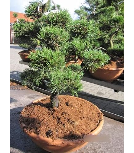 prowin bambus Bambus Fargesia 'Pingwu' - Fargesia robusta Pingwu main image 1