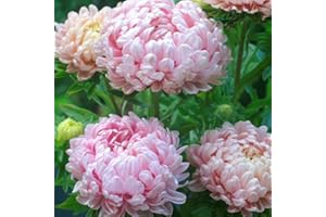 HAPPY GREEN SHOP Pink Peony Aster 150 Seeds + Plant tag + Freebie - Delicate Pink Paeony (Callistephus chinensis)