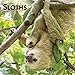 Sloths - Faultiere 2020 - 16-Monatskalender: Original BrownTrout-Kalender [Mehrsprachig] [Kalender] (Wall-Kalender) by 