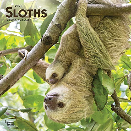 Sloths - Faultiere 2020 - 16-Monatskalender: Original BrownTrout-Kalender [Mehrsprachig] [Kalender] (Wall-Kalender)