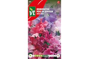 ARBORIX Sweet Pea Pastel Sunset Seeds - Rampicante a fiore molto gradevolmente profumato