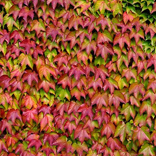 Vivai Le Georgiche Parthenocissus Veitchii (Ampelopsis)