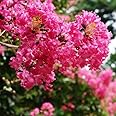 Oxygeen Furush Pink Colour Live Plant Crepeflower ZZ Sawani Jarul Crepe Myrtle Lagerstroemia Indica Flower 1.5 ft