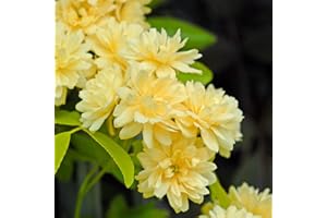 Rambling Rose 'Lutea' Yellow Thornless Climbing Hardy Shrub Double Yellow Blooms RHS AGM Easy to Grow Your Own Garden Flowers 1x 3-Litre Potted Plant by Thompson & Morgan (1)