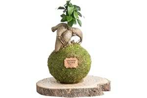 KOKEDAMAS LUCCIANA Kokedama Ficus Ginseng Natural - Kokedama Interior | Bola de Musgo Vivo | Planta Natural | Planta Interior | Decoración Hogar | Fácil Cuidado y Mantenimiento