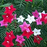Krypton Krypton Go Green Cypress Vine Seeds Creeper Upto 20 FEET Pack of 50 Seeds
