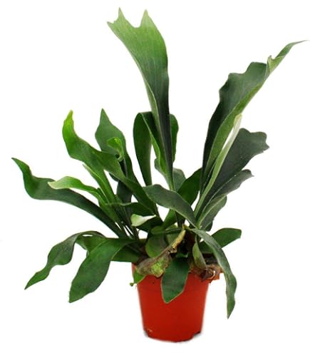 Nest-Farn 15-20 cm, in Hydrokultur (13/12er Kulturtopf), pflegeleichte  Zimmerpflanze, fr Halbschatten, beliebte Hngepflanze, Asplenium antiquum  : Amazon.de: Garten